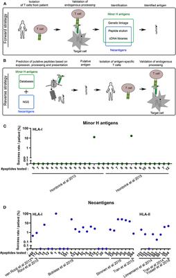 The Connection Between Minor H Antigens and Neoantigens and the Missing Link in Their Prediction